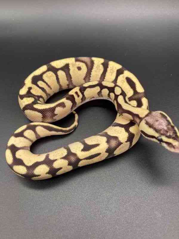 judex ball python - foto 9