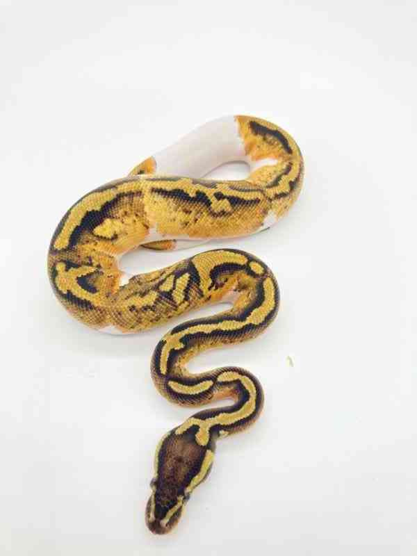 judex ball python - foto 8