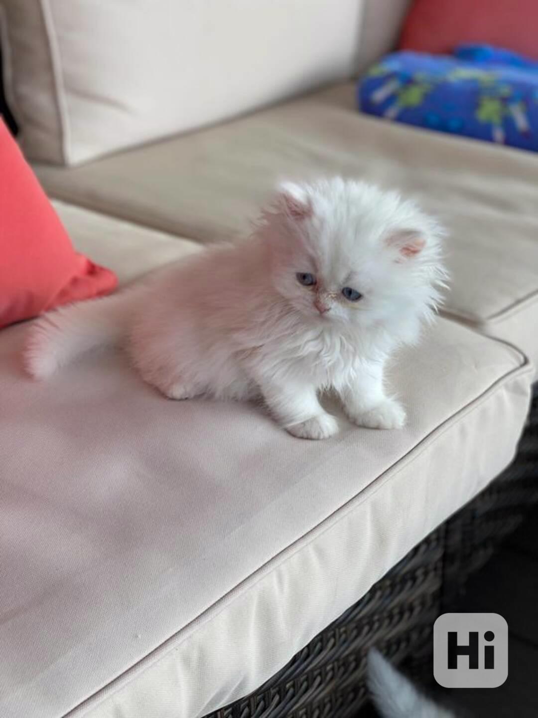 Zdarma perská koťátka k adopci   - foto 1