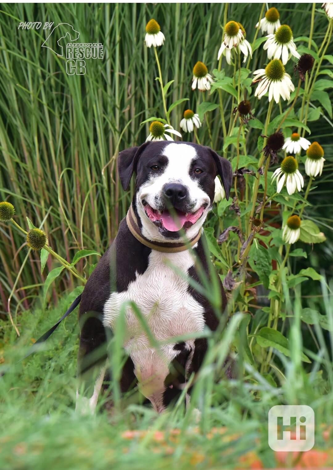 Darujeme nalezeného křížence APBT - foto 1