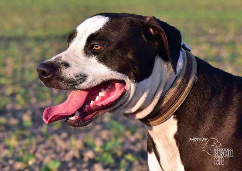 Darujeme nalezeného křížence APBT - foto 3