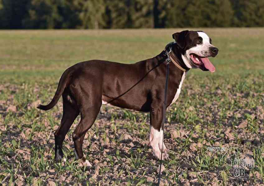 Darujeme nalezeného křížence APBT - foto 4