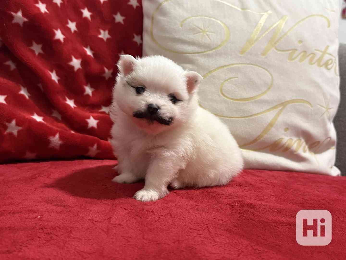 Německý špic s PP FCI - foto 1