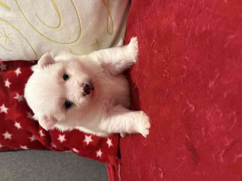 Německý špic s PP FCI - foto 3