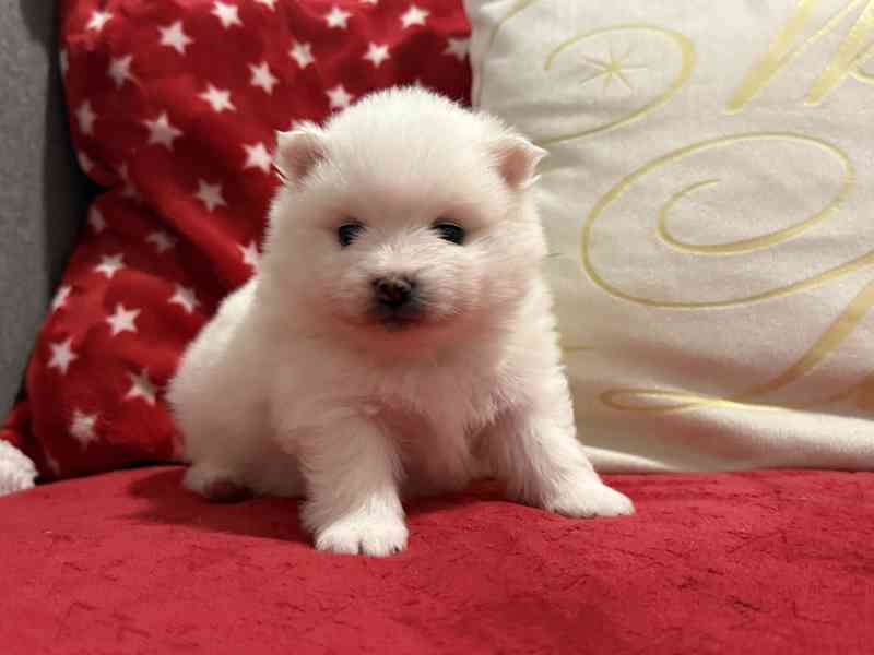 Německý špic s PP FCI - foto 2