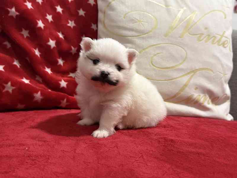 Německý špic s PP FCI - foto 1