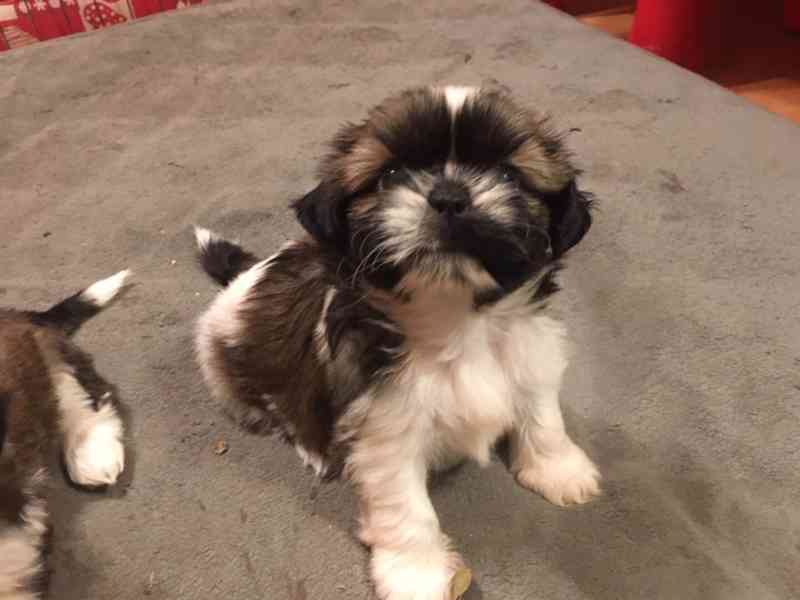 Štěňata shih tzu k adopci a k ​​přemístění - foto 1