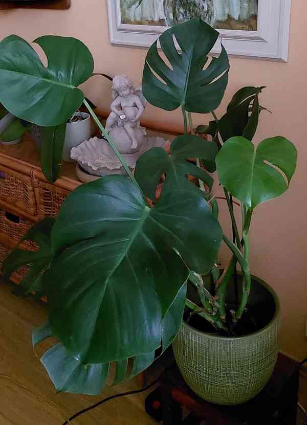 MONSTERA pokoj. rostlina 90 cm - foto 2