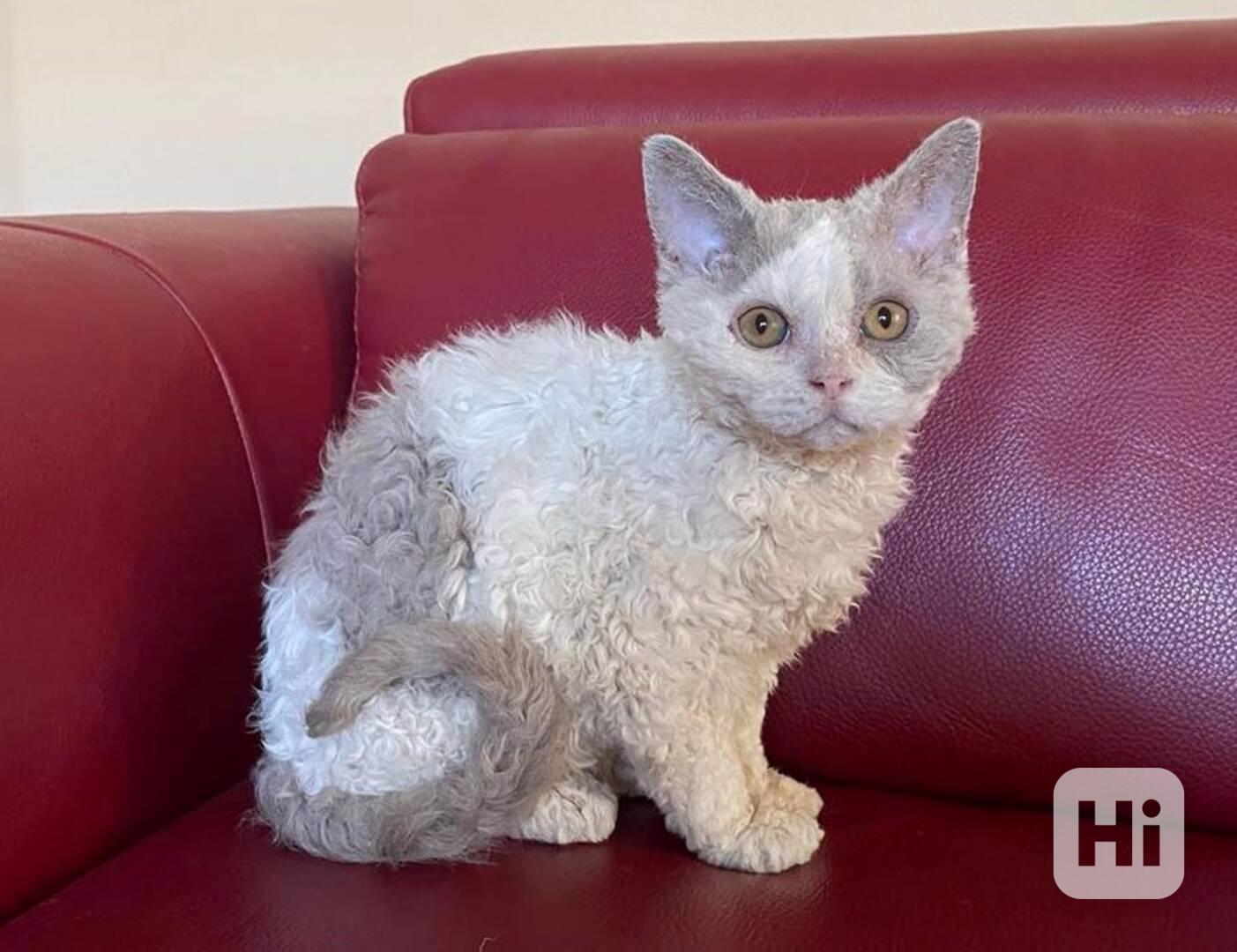 Selkirk Rex krátkosrstý s PP - foto 1