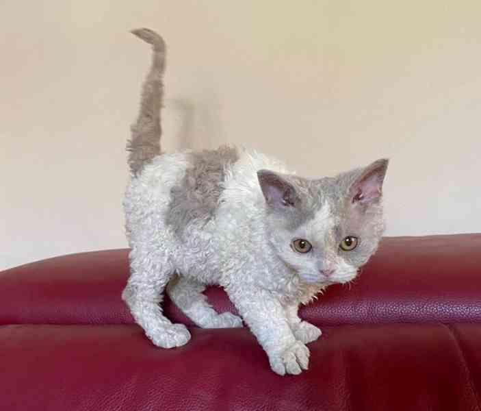 Selkirk Rex krátkosrstý s PP - foto 4