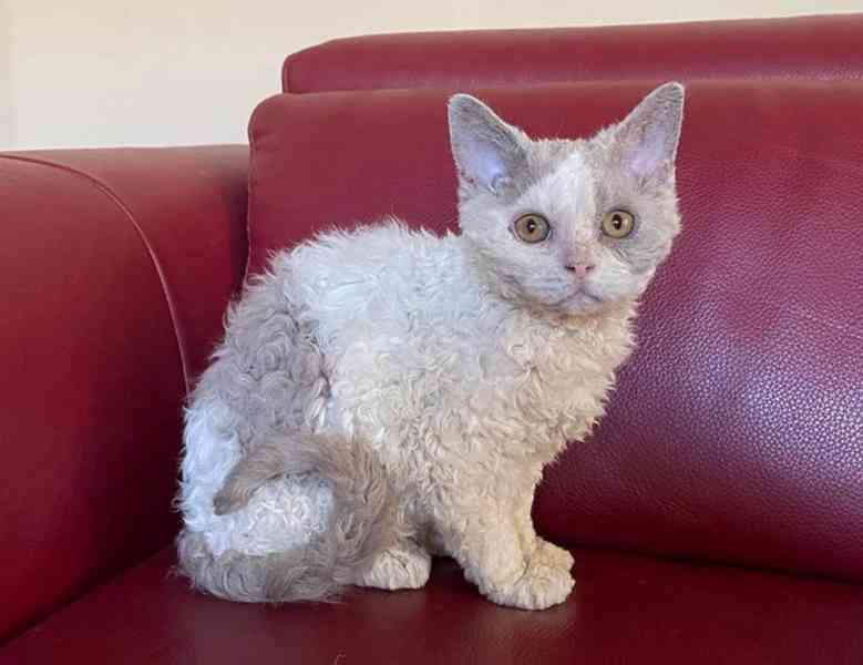 Selkirk Rex krátkosrstý s PP - foto 1