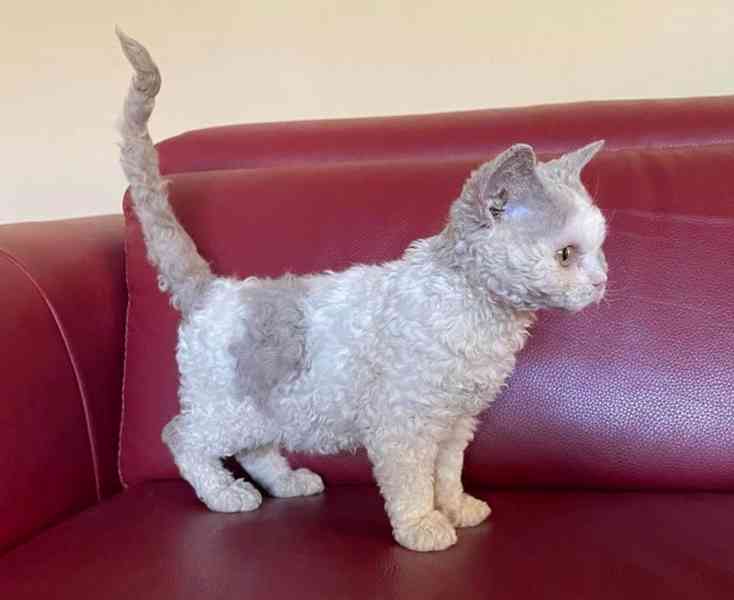 Selkirk Rex krátkosrstý s PP - foto 3