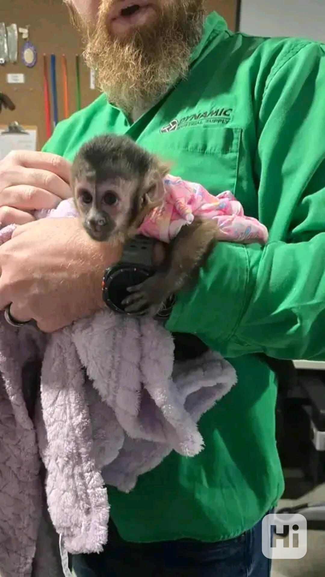  Sladké milující srdce kapucína - foto 1