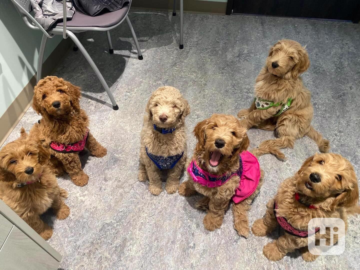 Prodám štěňata Goldendoodle Hele, na co čekáš?? Tyhle miláčk - foto 1