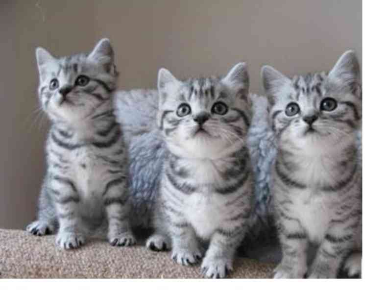 BKH Britské krátkosrsté kočky s rodokmenem