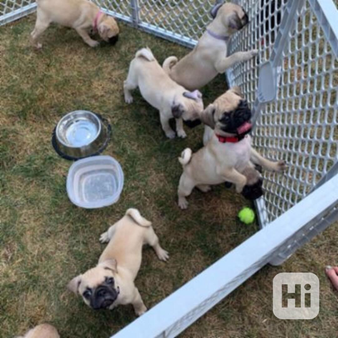 Mops. Jednou ročně si naše fenka pořídí štěňátka - foto 1