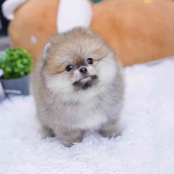 Tato roztomilá štěňátka pomeranského ovčáka  - foto 1