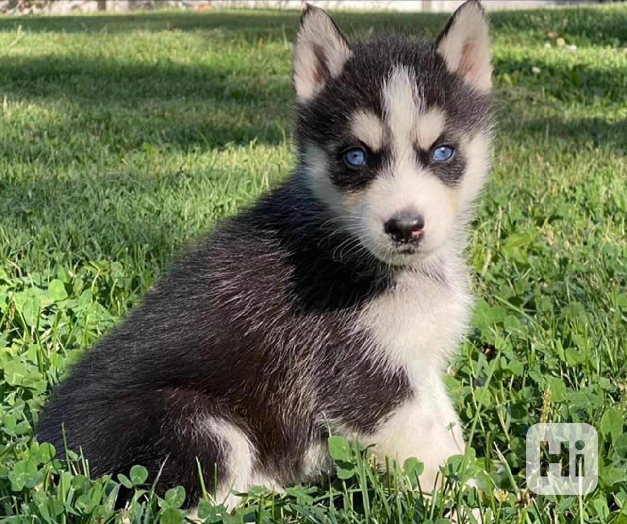 Čistokrevná sibiřského huskyho štěňátka - foto 1