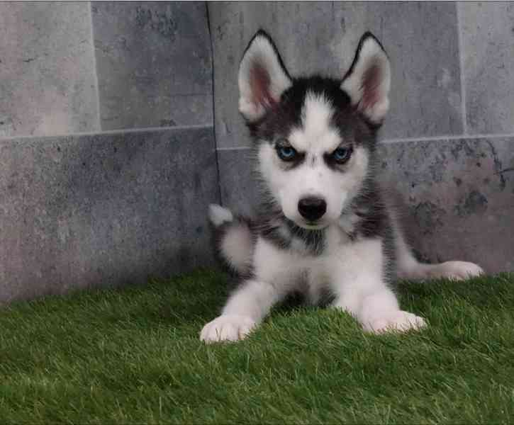 Čistokrevná sibiřského huskyho štěňátka - foto 4