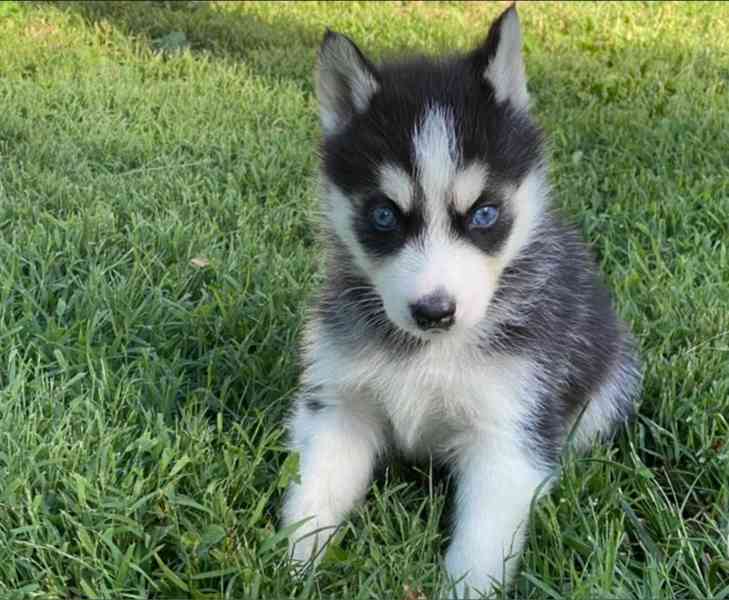 Čistokrevná sibiřského huskyho štěňátka - foto 2