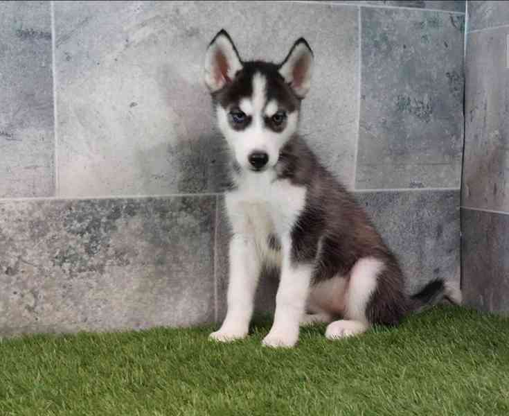 Čistokrevná sibiřského huskyho štěňátka - foto 5