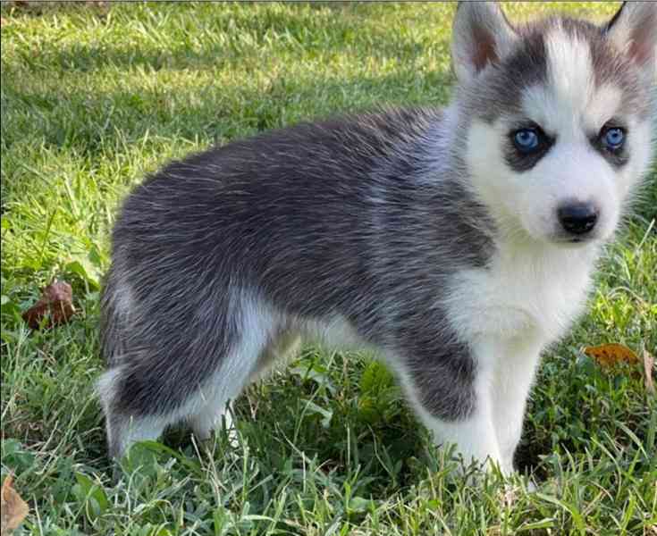 Čistokrevná sibiřského huskyho štěňátka - foto 3