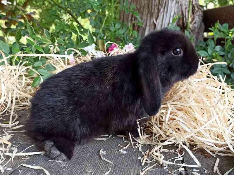 Zakrslý králík černý - králíček beránek  - foto 2