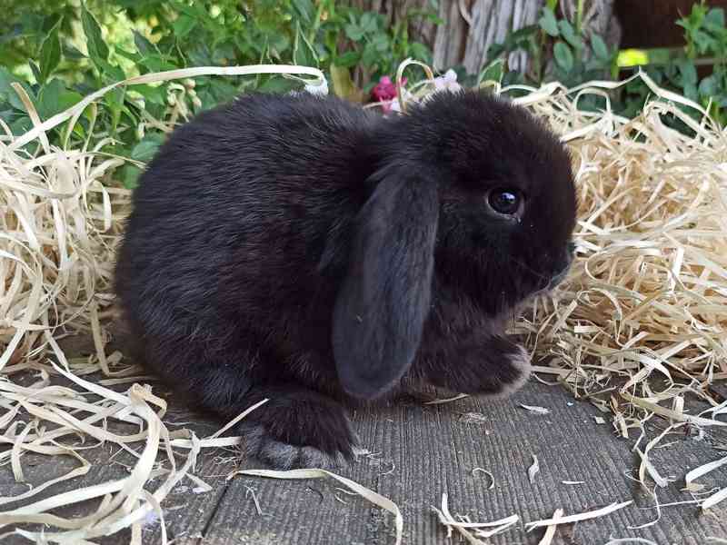 Zakrslý králík černý - králíček beránek  - foto 3