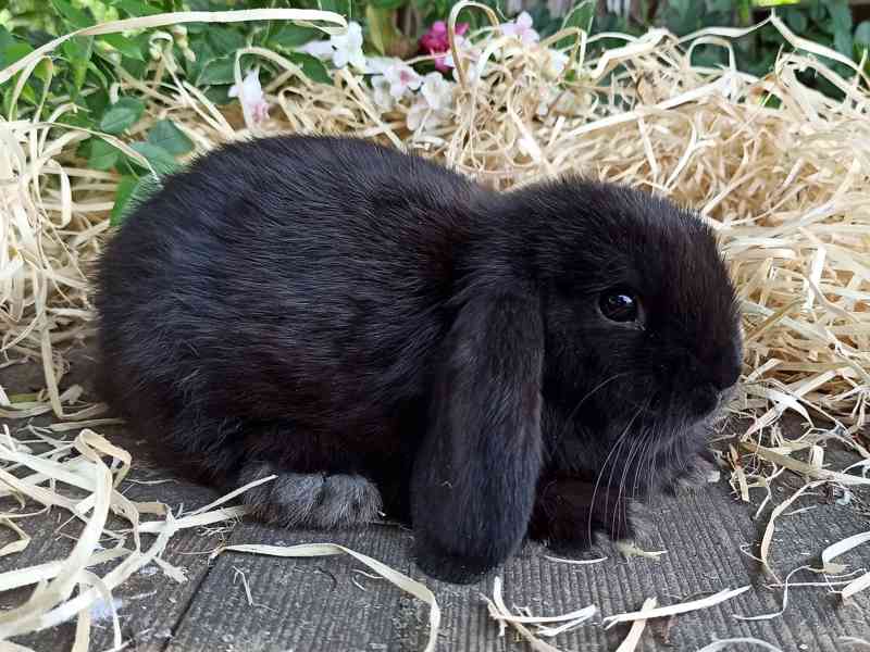 Zakrslý králík černý - králíček beránek  - foto 4