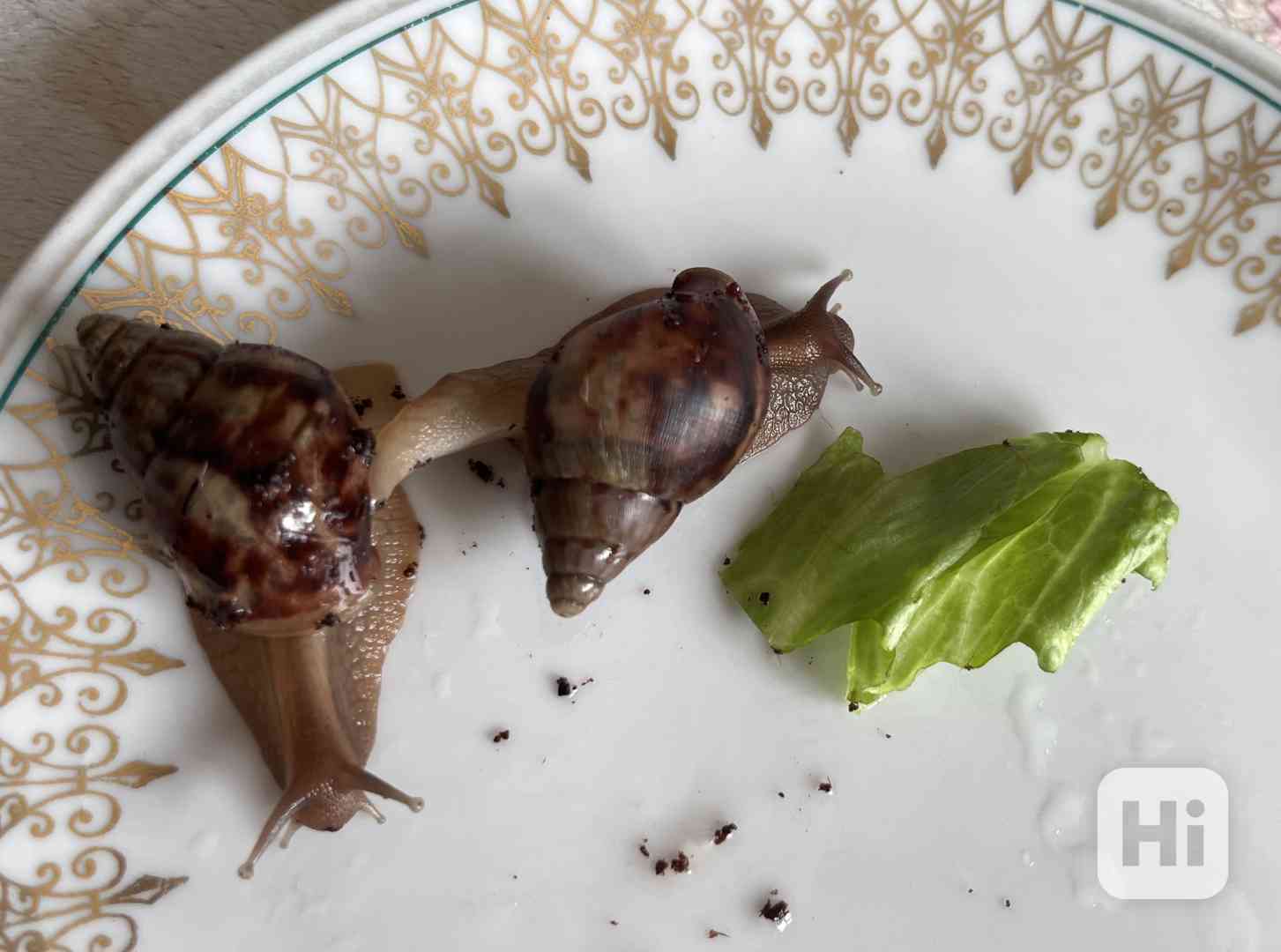 Daruji šnečky Lissachatia Fulica - foto 1