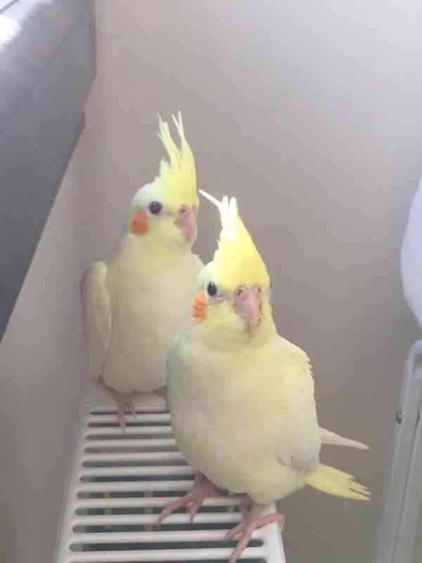 Překrásní papoušci korely ihned k adopci zdarma