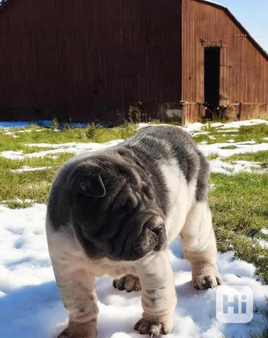 Mini šarpej Blueella blue flower - foto 1