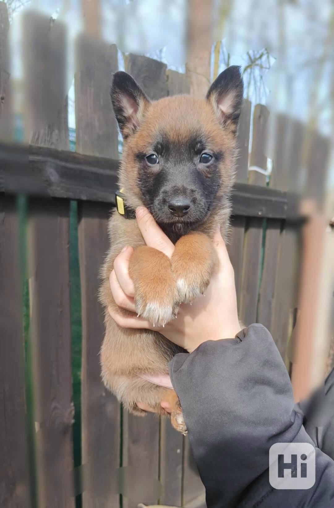 Belgický ovčák malinois  - foto 1