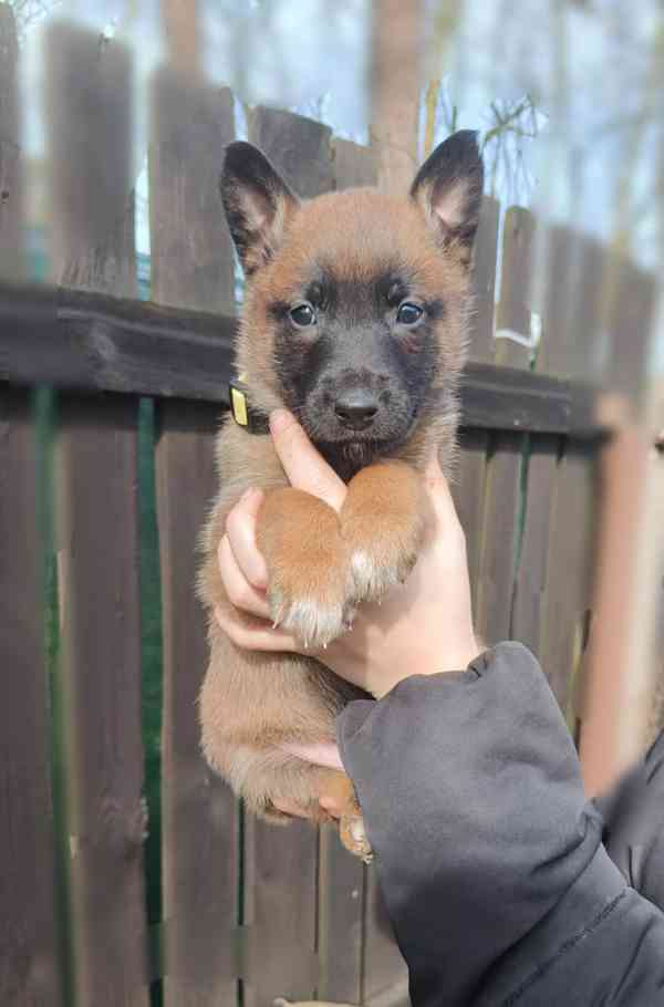 Belgický ovčák malinois 