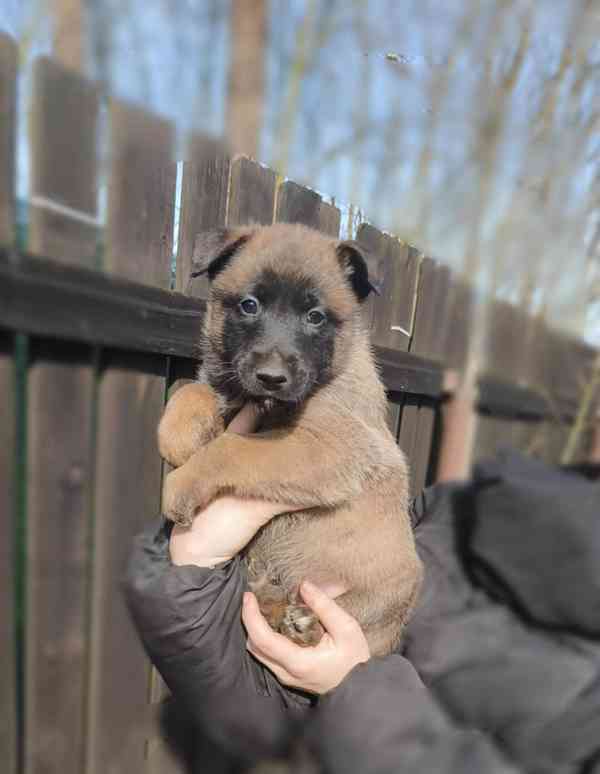 Belgický ovčák malinois  - foto 3