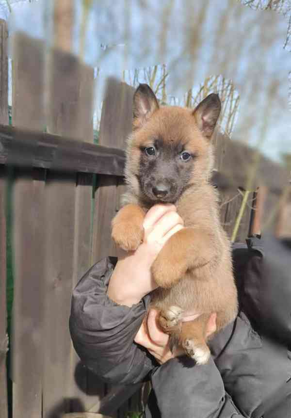 Belgický ovčák malinois  - foto 2