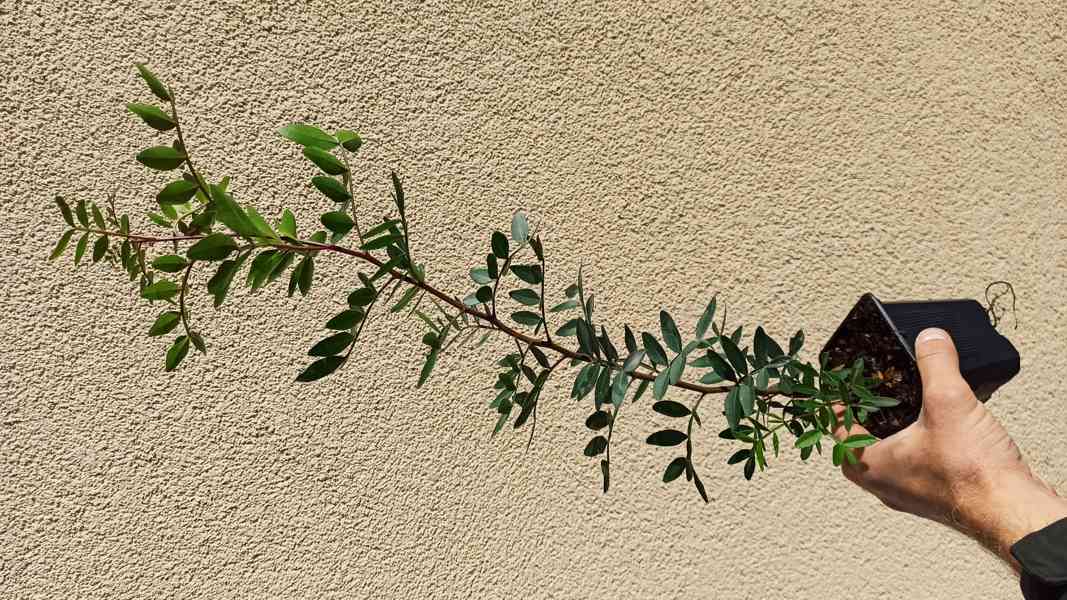 Pistácie lentišek (Pistacia lentiscus) - 50 - 60cm - foto 3