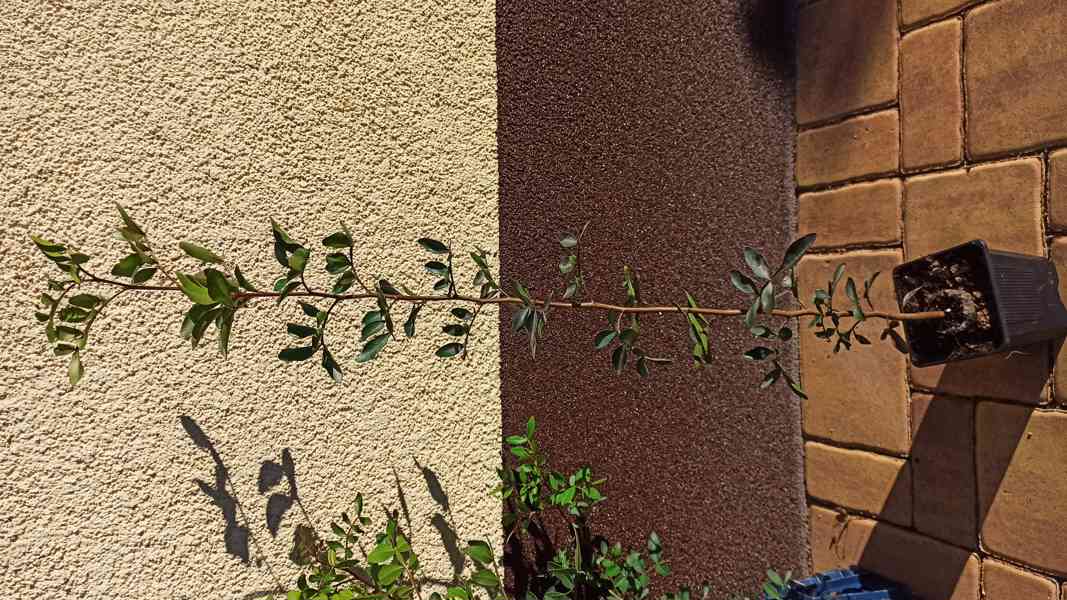 Pistácie lentišek (Pistacia lentiscus) - 50 - 60cm - foto 2