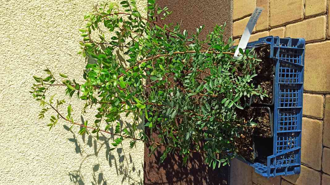 Pistácie lentišek (Pistacia lentiscus) - 50 - 60cm - foto 1
