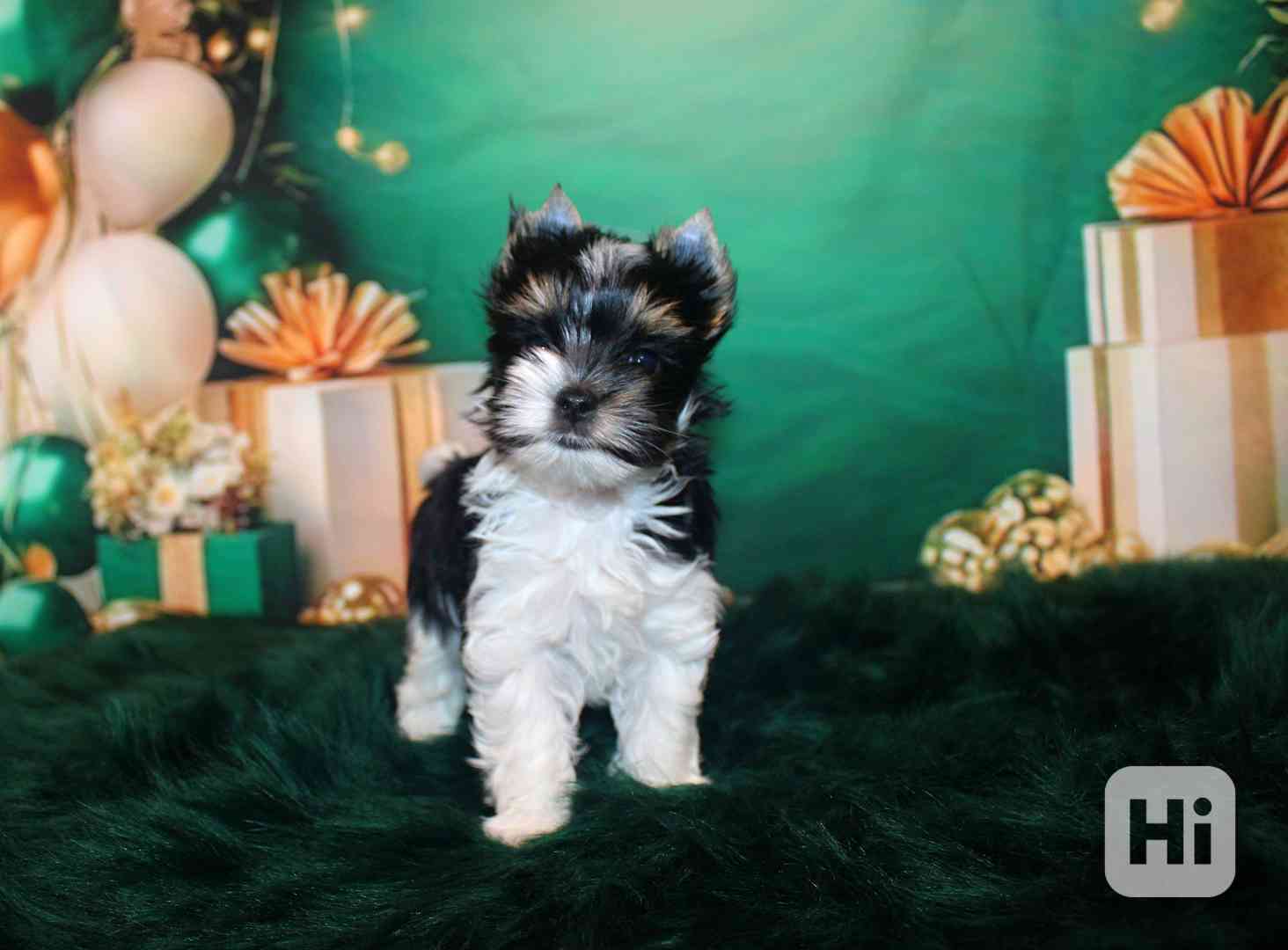 biewer terier s PP - foto 1