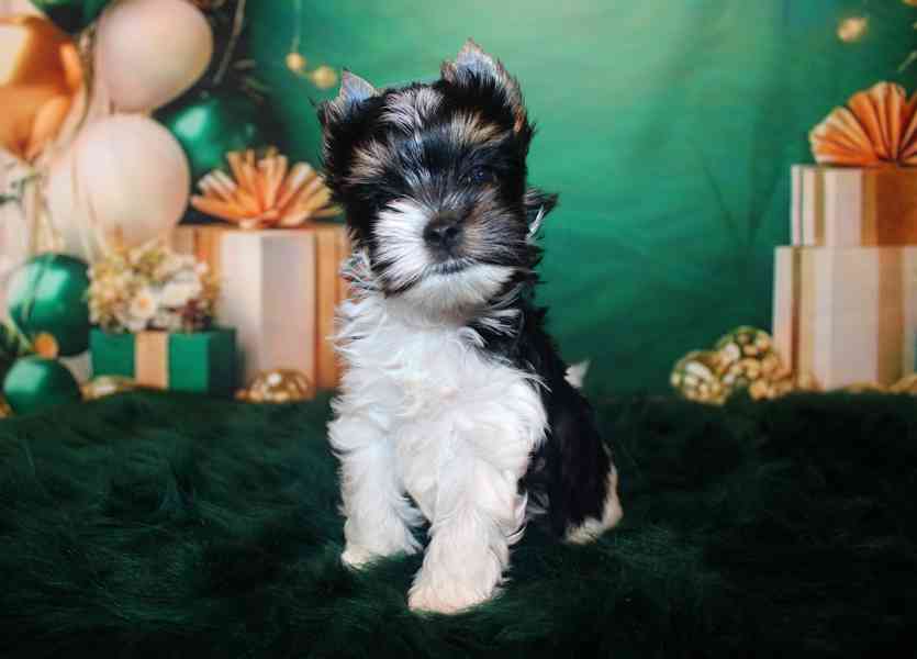 biewer terier s PP - foto 2