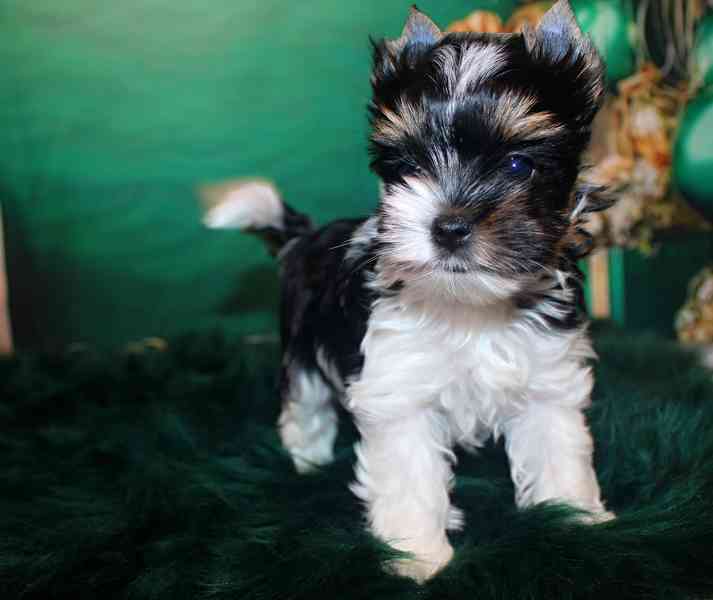 biewer terier s PP - foto 6