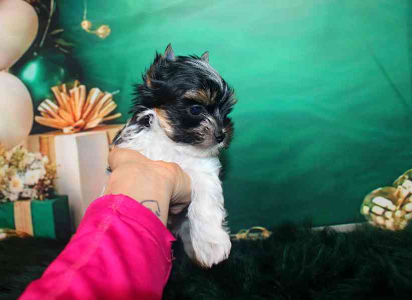 biewer terier s PP - foto 4