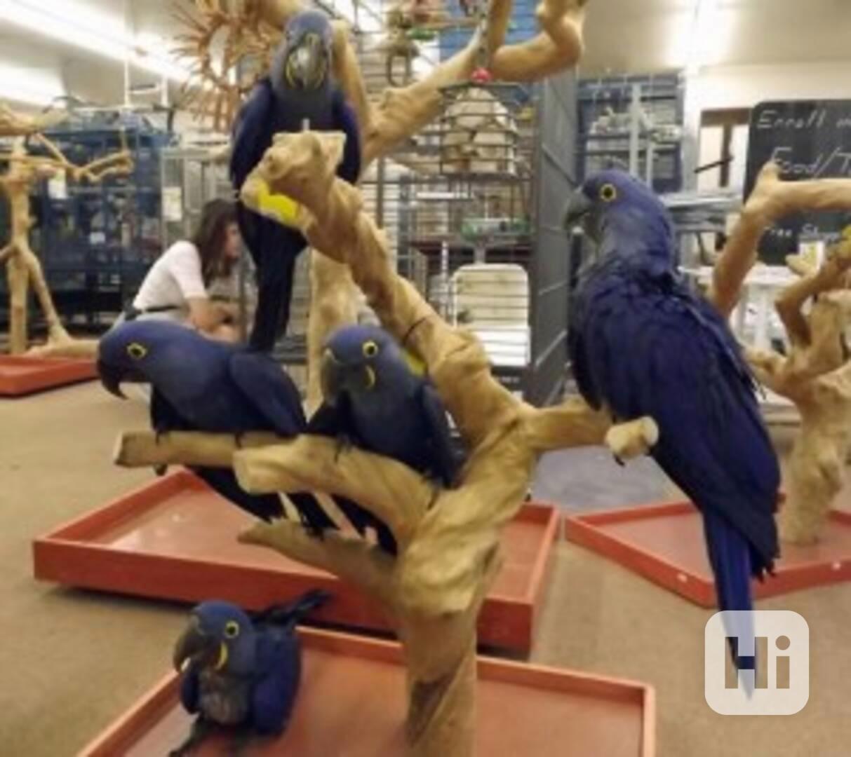 Prodám samice papouška hyacintového - foto 1