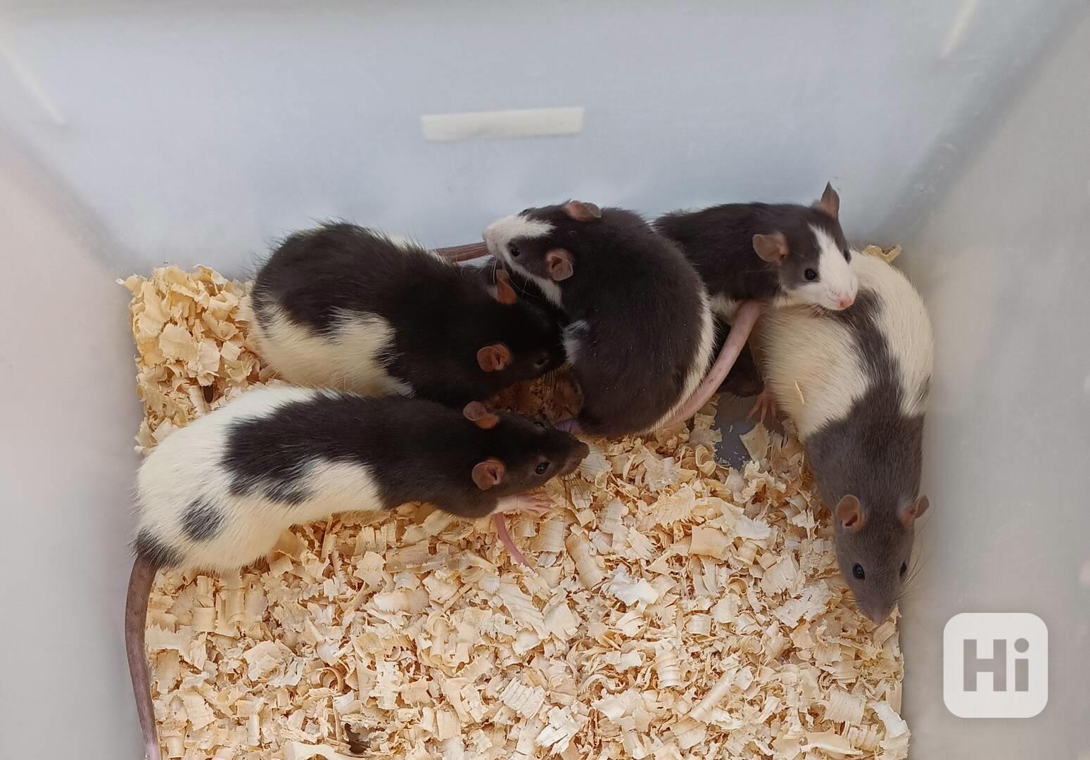 Potkani - prodám mláďata potkanů - foto 1