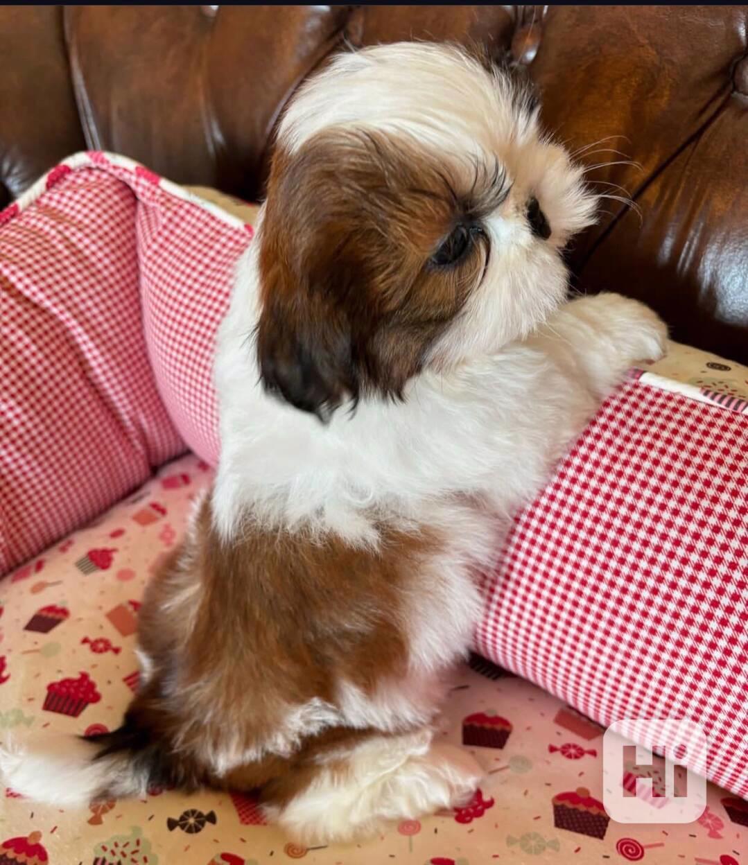 Štěňata Shih Tzu k adopci.  - foto 1