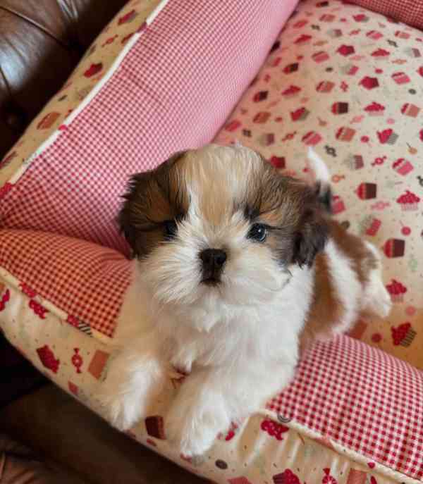 Štěňata Shih Tzu k adopci.  - foto 2