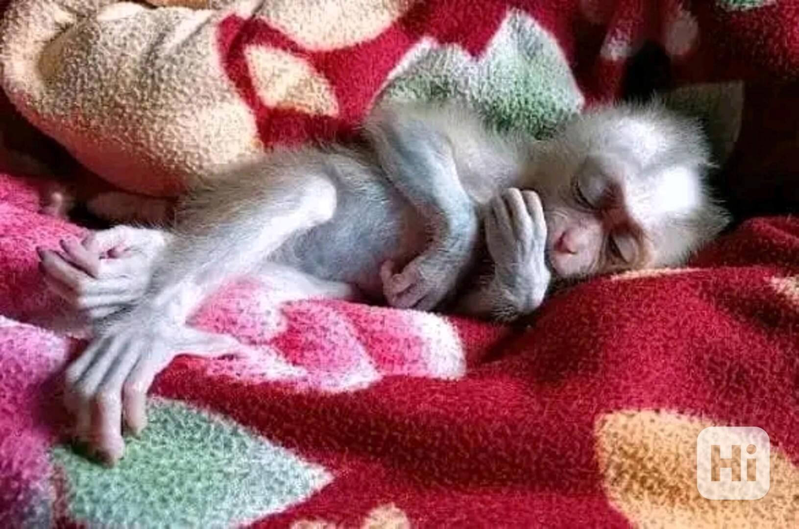  Přátelské kapucínské dítě - foto 1