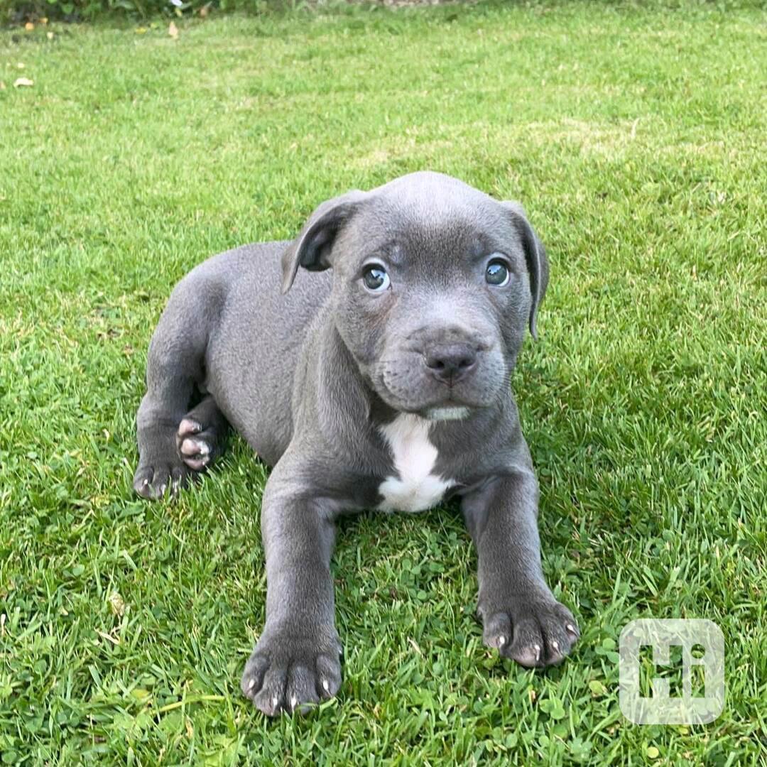 English Staffy - foto 1