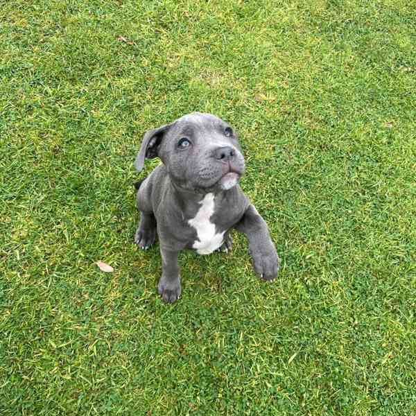 English Staffy - foto 2